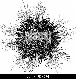 . Elementi di zoologia, di accompagnare il campo e studio di laboratorio di animali. Zoologia. '.O6 zoologia urchin della costa del Maine (Fig. 247)- smerigliare le tasche nelle rocce bj' mezzi di loro spine. Altri coprirsi con alghe marine, e diventare così poco appariscente. Oltre il verde dei ricci di mare, wliich si trova a nord di Cape Cod, abbiamo un nero dei ricci di mare (Arbacia), che si estende a sud fino a. Fig. 247. - Stronffylofetitrotus, il verde orientale dei ricci di mare, con tul^e piedini estesi. Da "Standard Storia Naturale." North Carolina. Abbiamo sulla costa orientale anche due tipi di appartamento di sé Foto Stock