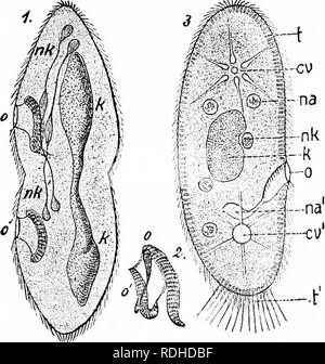 . Un manuale di zoologia. Zoologia. Fig. 149. Fig. 150. Fig. 149.-Sarcocystis miescheriana, dal diaframma di maiale (dopo Butschli). hs, cisti; sp, sfere di spore. Fig. 150.-Paramffcfwrn awre/za nella divisione; 2, separazione di cytostome di nuovo indi- vidual dal vecchio cytostome, in una fase precedente; 3, P. caudatum, appiattita e scliematic; cv, vacuolo contrattile, espansa e contratta; k, nucleo; na, na' vacuolo alimentare e una formatura; nullo del micronucleo; 0, cytostome; t, (', trichocysts, t', scaricato. Classe IV. Ciliata. Il Ciliata rivali Rhizopoda in numero e varietà di forma. Essi sono così c Foto Stock