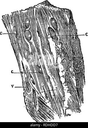 . Un libro di testo di zoologia agricoli. Zoologia, economico. 50 VARIE FORME DI TAPEWOEMS. Il cosiddetto "-lombare gid"-i quarti posteriori diventando para- lisati. A&amp;nia solium = Cystieercus cellulosm (l'Umano la tenia echinococco e morbillo in suini). Tmnia solium è una tenia trovati nell'uomo, in alcune parti del gruppo iniettore elettronico'ope in grande abbondanza, ma relativamente di rado in ora. PiQ. 13.-rRAOMEKT o misero PobK. c, c, Cystioerd; v, alveolo, da cui una vescica-worm è stata presa. Railliet. (Da Par, dis. Ani., Neumann.) in Inghilterra. È cremoso di colore bianco e raggiunge da sei a dieci metri di lunghezza, Foto Stock