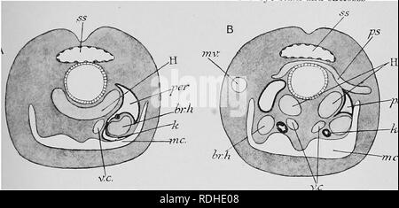 . Libro di testo di embriologia. Embriologia. IX MOLLUSCA 363 completato. La camera anteriore dell'occhio è formata come un ecto- dermico piega, che nasce dalla base dell'occhio-peduncolo e racchiude. it. In questo modo la superficie esterna della testa di adulto è formata e l'occhio-steli non sono più prominente. Questo en- veloping volte potremmo definire la piega corneale. Dal punto in cui il primario vescicola occhio chiuso il rudiment del segmento esterno della lente è formata come una secrezione esterna. Le palpebre 'P^' sono costituiti da una coppia di pieghe analoghe a quelle cui parete nella camera anteriore, ma giacente ou Foto Stock
