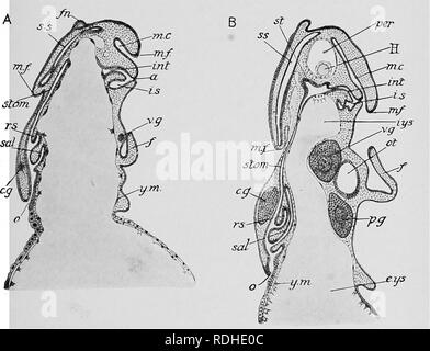 . Libro di testo di embriologia. Embriologia. IX MOLLUSCA 361 sono i rudimenti dell'imbuto. Il riavvolgitore muscoli dell'imbuto appaiono come due nervature che si estendono dal centro dell'imbuto, dove anteriore e posteriore si ripiega ad imbuto si sono uniti, verso il bordo del mantello. Il bordo del mantello si estende oltre i rudimenti di branchie, e la cavità del mantello approfondisce; mentre il guscio-sac si chiude e la regione centrale del mantello diventa fino ad arco in modo da costituire una gobba viscerale. I rudimenti di bracci allungare; quelle dei bracci tentacular superano gli altri. Fig. 293.-sezioni sagittali Foto Stock