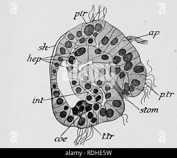 . Libro di testo di embriologia. Embriologia. 338 INVEETEBKATA CHAP. embrione scoppia l'uovo-raembrane ed entra sul suo libero-swininimg la vita come una larva Trocliophore (Figura 266). In Physa, come abbiamo già visto, Wierzejski ha tracciato il pericardio torna alla sua origine nei derivati della madre mesoderma cellule, attraverso una ininterrotta serie di stadi. Per queste ragioni respingiamo Meisenheimer vista dall'origine di queste cellule, e credo che essi sono derivati dalla madre mesoderma cellule dopo che questi ultimi hanno dato via il tessuto mesenchymatous sopra accennata. Questo p.tr visualizza porterebbe il dev Foto Stock