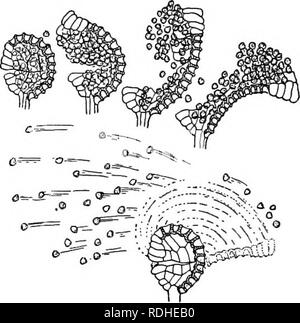 . La vita delle piante e impianto utilizza; un elementare textbook, una fondazione per lo studio dell'agricoltura, scienze domestiche o collegio botanica. La botanica. 420 Le piante vascolari. Fig. 211. - Mostra il metodo mediante il quale il sporangium, per mezzo della sua an- nulus, scarica le spore. ture è prodotta da una spora, è naturalmente un gametofito. Il prothallia del vero felci sono piccole, a forma di cuore, piana, corpi di verde. (Vedere la figura 212.) producono il loro archegonia e antheridia su sotto la superficie. (Vedere la figura 213.) Il spermi di le Pteridofite sono più grandi di quelle dei muschi e hanno molte ciglia. L'arco Foto Stock