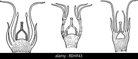 . La vita delle piante e impianto utilizza; un elementare textbook, una fondazione per lo studio dell'agricoltura, scienze domestiche o collegio botanica. La botanica. Fig. 114. - Tre tipi di pistilli. La cifra più a sinistra mostra tre semplici pistilli composta da carpels separato. Le altre figure mostrano com- Libbra pistilli composta di united auto- pel.. Fig. 115. - Diagrammi illustranti hypogyny, perigyny e epigyny. Vedere il contesto. Nella prima di queste altre parti del fiore sono tutti collegati al recipiente sotto l'ovaio. Questo ar- rangement è chiamato hypogyny. (La parola significa sotto il gynceci Foto Stock