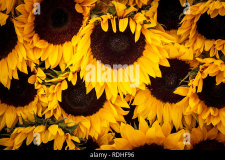 Bellissimi fiori di girasole backgroun close up Foto Stock