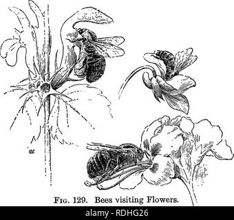 . Essentials di botanica. La botanica; Botanica. Ecologia di fiori; impollinazione 173 206. Protezione di polline da visitatori indesiderati di solito è desiderabile per il fiore per impedire l'ingresso di piccoli insetti striscianti quali formiche, che portano poco polline e mangiare una quantità relativamente grande di esso. I mezzi adottati per garantire tale risultato sono molti e curioso. In alcuni impianti, come il common catchfly, vi è un appiccicoso. Maiale. 129. Le api visitano i fiori. A sinistra, un bombo sul fiore di morti ortica; al di sotto di un simile bee nel fiore dell'ippocastano; sopra, un, miele-bee nel flowe Foto Stock