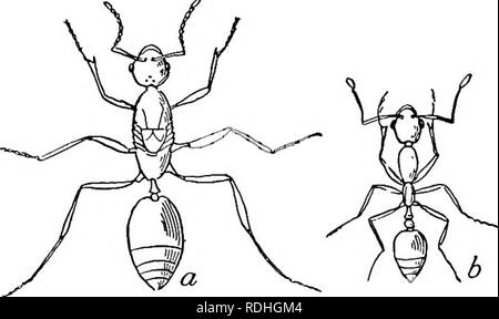 . Lo studio della natura e della vita. Lo studio della natura. Insetti della famiglia 87 modo, ma i loro nidi essendo nel terreno al di fuori della casa sono generalmente più semplici da trovare e distruggere. Al fine di affrontare con successo le formiche dobbiamo sapere che le loro comunità sono costituiti da : (i) i lavoratori o neuters, che sono wingless e molto numerose, in modo che questi sono quelli che abbiamo comunemente vedere circa; queste sono le femmine non pienamente sviluppato; (2) queens, o femmine che sono singole o poche ma in un nido e che non abbiamo mai vedere al di fuori del nido, tranne che in tempo di accoppiamento. La regina è molto maggiore rispetto a quella dei lavoratori, il suo ventre espec Foto Stock