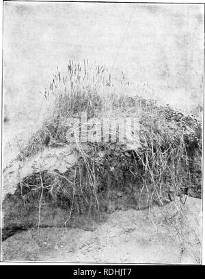 . Erbe azienda agricola degli Stati Uniti; una pratica trattato sul raccolto di erba, la semina e la gestione di prati e pascoli, descrizioni delle migliori varietà, le sementi e le sue impurezze, erbe per le condizioni speciali, etc. etc. Graminacee. FIG. 42-mare blu-erba 195. Si prega di notare che queste immagini vengono estratte dalla pagina sottoposta a scansione di immagini che possono essere state migliorate digitalmente per la leggibilità - Colorazione e aspetto di queste illustrazioni potrebbero non perfettamente assomigliano al lavoro originale. Spillman, W. J. (William Jasper). New York, O. Judd company Foto Stock