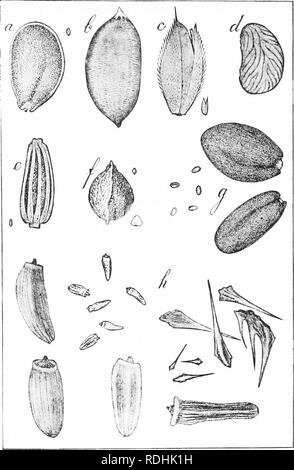 . Erbe azienda agricola degli Stati Uniti; una pratica trattato sul raccolto di erba, la semina e la gestione di prati e pascoli, descrizioni delle migliori varietà, le sementi e le sue impurezze, erbe per le condizioni speciali, etc. etc. Graminacee. FIG. 14-erbaccia-SEEDS ", Peppergrass {^Lepidium virginicum)'^ b. Rush slanciata {Juncus tenuis); c. Il velluto-erba {Holciis lanatus); rf, Fivefinger {Potentilla monspeliensis); &lt;?, Oxeye Daisy {Chrysanthemum leucanthemum)  /", Sorrel {Rumex acetosella); g. Falso Lino {Camelina sativa); un, Canada Thistle {Caj'dztus arvense). 67. Si prega di notare che queste mi Foto Stock