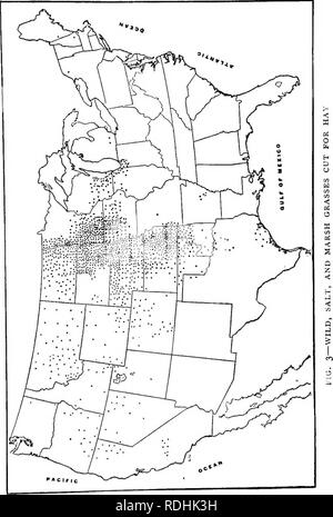 . Erbe azienda agricola degli Stati Uniti; una pratica trattato sul raccolto di erba, la semina e la gestione di prati e pascoli, descrizioni delle migliori varietà, le sementi e le sue impurezze, erbe per le condizioni speciali, etc. etc. Graminacee. . Si prega di notare che queste immagini vengono estratte dalla pagina sottoposta a scansione di immagini che possono essere state migliorate digitalmente per la leggibilità - Colorazione e aspetto di queste illustrazioni potrebbero non perfettamente assomigliano al lavoro originale. Spillman, W. J. (William Jasper). New York, O. Judd company Foto Stock