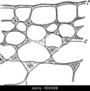 . Un libro di botanica per scuole e università ... La botanica. Steli 697 centinaio di millimetri o più. Fibre tessili liberiane sono multinucleate sin dall'inizio {sono cioè coenocytes) e rimangono vivi molto più a lungo di quanto non facciano tracheids o trachee. Le pareti sono altamente addensati con cellulosa o di tanto in tanto con la lignina, il materiale essendo depositato in regolari strati centripeta; la stratificazione incidente a differenziale o periodici spesso di deposizione è molto evidente (fig. 1020, A). Nella fibra matura il lume è estremamente ridotto il volume della parete essendo di molte volte maggiore. Le pareti sono marke Foto Stock