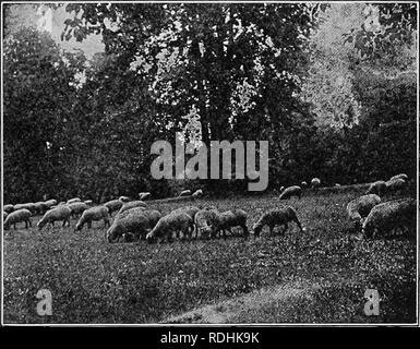 . Erbe azienda agricola degli Stati Uniti; una pratica trattato sul raccolto di erba, la semina e la gestione di prati e pascoli, descrizioni delle migliori varietà, le sementi e le sue impurezze, erbe per le condizioni speciali, etc. etc. Graminacee. Prati e prato-facendo 213 la mattina o la sera dopo il calore del giorno ha superato. Il piccolo le mappe catastali del fondo erboso su city abitazioni soffrono gravemente di essere abbeverati in tarda mattinata. FIG. 45-tagliaerba, O TURF-maker, IN DRUID HILL PARK, Baltimore, MD. (Lamson-Scribner in annuario del Dipartimento dell'Agricoltura degli Stati Uniti per il 1897.) e sul bagnato Foto Stock