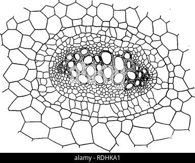 . Un libro di botanica per scuole e università ... La botanica. Steli 683 la disposizione degli elementi mestome. - In deriva la hadrome è generalmente entro il leptome. In dicotyls mestome i fili sono disposti in un cilindro rotto (6g. S41), che in seguito può diventare un cilindro completo attraverso il cambio di attività, mentre in monocotyls i fasci sono sparse, sebbene più abbondanti out- ward (fig. 550). La più comune disposizione dello stelo è collaterale, i leptome e hadrome essendo affiancate sullo stesso raggio, il leptome esterno (figg. 541, 550); in Cucwbita la disposizione è bicollater Foto Stock