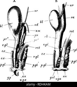 . Un corso elementare di pratica zoologia. Zoologia. S^un coniglio CHAl'. il collo della vescica e una mediana sac sul lato dorsale di quest'ultimo, noto come l'utero masculinus {u. m). Il collo della vescica è continuato a ritroso, attraverso l. Fig. 134.-l'urinogenital organi del coniglio. Un, di maschio ; B, di femmina : dal lato sinistro (metà nat. dimensioni). I reni e le estremità prossimali degli ureteri, in un il spermaries, in B le ovaie e tube di Falloppio, e uteri non sono mostrati. rtH. ano ; bl. vescica urinaria ; c. c. corpo cavernoso ; c. s. corpo spongioso ; c.gl. Cowper il gla Foto Stock