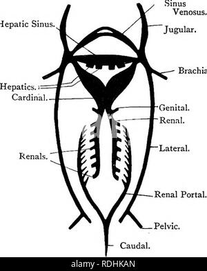 . Testo elementare-libro di zoologia. 3i8 corda a A. La colonna fino a che non termina con la caudale. Essa dà il via una mediana cceliac allo stomaco, mesenterica superiore alla milza, pancreas e intestino, renals abbinato ai reni e abbinato iliacs alle pinne pelviche. Le arterie sono completamente esposte mediante rimozione della barra coracoid e, se necessario, la barra pubica. Possiamo notare alcune caratteristiche speciali del sangue-sistema vascolare del pattino che sono anche tipici della classe. Il sangue-sistema vascolare può essere suddivisa nelle arterie e il sistema venoso come in tutti Verteirata, ma il sistema venoso syste Foto Stock