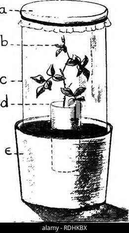 . Una introduzione alla zoologia, con indicazioni per il lavoro pratico (invertebrati). 240 introduzione alla zoologia trovati, contrassegnare la foglia sul whicli sono e visitare ogni giorno. Conservare una registrazione del loro sviluppo, annotando le date di schiusa, primo muta, moults successive, il tempo di dispersione della covata, data di pupation, ecc. Al fine di trovare la crisalide con facilità, può essere bene a coprire la pianta, quando i bruchi sono grandi, con un alto ma telaio leggero coperto con mussola. 2. Portare a pochi grandi bruchi in interni per uno studio più dettagliato. Esaminare con una lente, e attentamente disegna uno di loro, ma Foto Stock