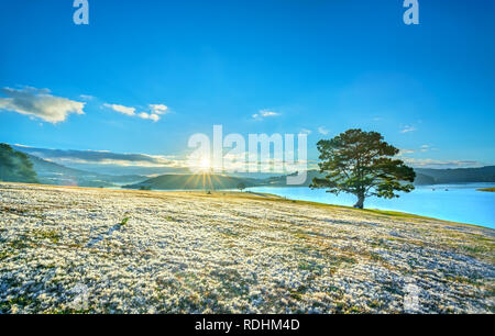 Magica neve erba e pino alba quando il sole splende raggi misteriosi nell'erba ricoperta di rugiada scintillanti. Foto Stock