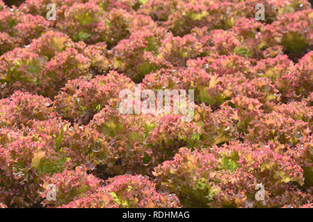 Piante di coltura idroponica in orto agriturismo, serra di idroponico. Quercia verde e quercia rossa le lattughe di foglie in azienda agricola biologica, piante che crescono nel wate Foto Stock