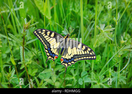 I Paesi Bassi, Schimmert, del Vecchio Mondo a coda di rondine o comune a coda di rondine giallo (Papilio machaon) su Buttercup impianto. Foto Stock