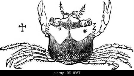 . Serate al microscopio : o, ricerche tra i minuter organi e forme di vita animale . Zoologia; Microscopy; microscopi. Granchi e gamberi. 187 IN TAL MODO, sotto il sig. lettino's eye, la Zoea era cambiato a un Megalopa; e quest'ultima divenne dopo un breve periodo di tempo un granchio, in cui erano tutti i caratteri che appartengono all'ordine al quale la capogruppo appartiene; ma non quelli del genere e neppure della famiglia. La sua forma il foro una stretta somiglianza con quella del Sargasso Granchi (Grapsidce); per lo scudo, invece di essere grande e arcuata nella parte anteriore, e ristretto dietro, era quasi quadrata, mentre la parte anteriore Foto Stock