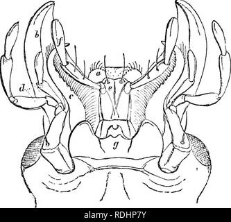 . Serate al microscopio : o, ricerche tra i minuter organi e forme di vita animale . Zoologia; Microscopy; microscopi. 140 serate al microscopio. ultimo è la lingua, mentre gli organi articolati su ciascun lato sono chiamati i tastatori,-palpi; anche se si tratta di un'accattonaggio della questione per noi non sappiamo realmente la funzione di questi organi. Il mento, la linguetta (ligula), e questi palpi, costituiscono un insieme sotto il labbro. Tra la linguetta e la pungente ganasce o mandibole, vediamo una coppia di organi analoghi a questi ultimi, ma più piccoli e meno solido e più curve. Questi sono i sotto o Foto Stock