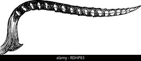 . Serate al microscopio : o, ricerche tra i minuter organi e forme di vita animale . Zoologia; Microscopy; microscopi. 184 serate al microscopio. commentatore sembra abbiano il minimo sospetto di sua pre- scene. Questa coppia di seghe che abbiamo esaminato è ma la guaina di un ancora più fine coppia di lancette o seghe, che si può vedere qui. Questi sono molto più snella di quella precedente e sono peculiari nella loro costruzione. Sega interna del MAE-FLT. La loro estrema punta grava solo visto-denti, e questi sono rivolti all'indietro; ma un lato della intera lunghezza presenta una successione di Foto Stock