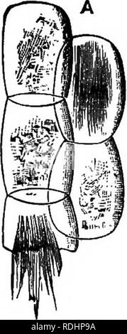 . La botanica di accademie e scuole: consistente di sviluppo di pianta e la struttura da alghe marine per la clematide. La botanica; 1889. 164 Academic botanica.. Si prega di notare che queste immagini vengono estratte dalla pagina sottoposta a scansione di immagini che possono essere state migliorate digitalmente per la leggibilità - Colorazione e aspetto di queste illustrazioni potrebbero non perfettamente assomigliano al lavoro originale. Ketchum, Annie Chambers, 1824-1904. Philadelphia, J. B. Lippincott company Foto Stock