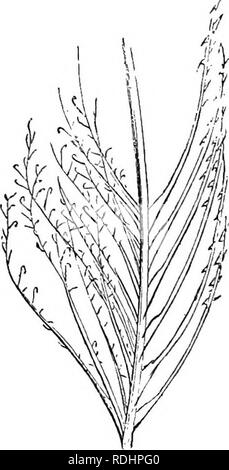 . Serate al microscopio : o, ricerche tra i minuter organi e forme di vita animale . Zoologia; Microscopy; microscopi. Peli, piume e bilancia. 15 è arredato con sei o sette grandi filamenti o filati che sembrano avere una manopola-come cerniera al centro, dal quale essi sono piegati su se stessi. Le piume degli uccelli sono essenzialmente i peli. Tale membrana striminziti che possiamo tirare fuori l'interno di un tubetto quando facciamo una penna è la porzione midollare, essiccato. Vi è un bellissimo accorgimento in i barbigli o barba della maggior parte delle piume, che vorrei illustrare con questo feathe Foto Stock