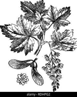 . La botanica di accademie e scuole: consistente di sviluppo di pianta e la struttura da alghe marine per la clematide. La botanica; 1889. Fig. 206.-Trans. {Pi-uuus Persica). una pesca. Si prega di notare che queste immagini vengono estratte dalla pagina sottoposta a scansione di immagini che possono essere state migliorate digitalmente per la leggibilità - Colorazione e aspetto di queste illustrazioni potrebbero non perfettamente assomigliano al lavoro originale. Ketchum, Annie Chambers, 1824-1904. Philadelphia, J. B. Lippincott company Foto Stock