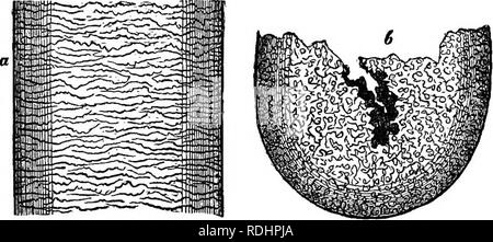 . Serate al microscopio : o, ricerche tra i minuter organi e forme di vita animale . Zoologia; Microscopy; microscopi. HAIES, piume e bilancia. 5 (2) una sostanza fibrosa, che si estende dalla lampadina al punto di capelli. Immergendo i capelli in acido solforico caldo, questa sostanza fibrosa si risolve in un numero immenso di molto a lungo le celle, rilevato in corrispondenza di ciascuna estremità, e schiacciato dalla pressione reciproca in varie forme angolare. " Di un capello umano, di un decimo di una linea di spessore,* ha circa 250 fibrille nella sua mera diametro e circa 50.000 in tutta la sua levatura: in modo che questi Foto Stock