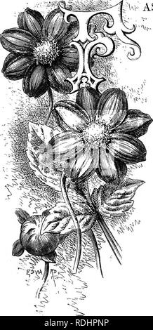 . Familiarità fiori da giardino . Fiori e piante ornamentali,; floricoltura. Unico dalia. DahVui coenobita. Kb-ione di cenere mette in opera- zione dei principi che sono alla volta poco profonda, sottili e complesse. Precedente all'anno 18S0 unico dalie non erano in alta notorietà, e di fatto sono stati scarsamente conosciuta. Poi, come alcuni sky-razzi effettuati correttamente e effectually illuminati hanno aumentato vertiginosamente verso l'alto, sparso- ding nuova luce sulla società e da una falsa glitter, riempie il cielo con imitazioni di stelle. Bene, " è un malato vento" &amp;c. La improvvisamente-acquisito popolarità del singolo dalie ha attirato l'attenzione t Foto Stock