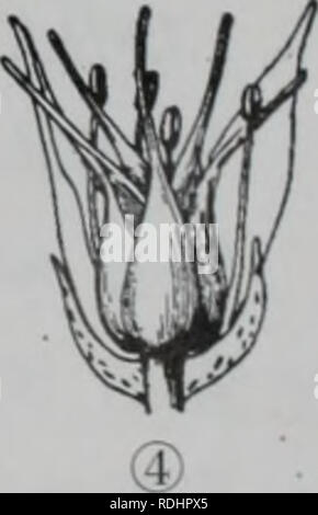 . E Er Duo Si zhi wu zhi. botanica. 257. Si prega di notare che queste immagini vengono estratte dalla pagina sottoposta a scansione di immagini che possono essere state migliorate digitalmente per la leggibilità - Colorazione e aspetto di queste illustrazioni potrebbero non perfettamente assomigliano al lavoro originale.. Wu Jian xiong. tendere meng gu ren min chu ban she Foto Stock