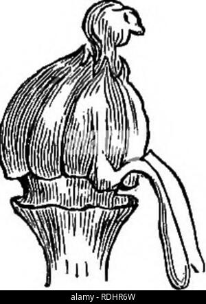. Botanica elementare : teorico e pratico. Un libro di testo progettato principalmente per gli studenti delle classi di scienze connesse con la scienza e il dipartimento arte del comitato del consiglio per l'istruzione . La botanica. Andrcecium "3. nei casi in cui il calice e la corolla assomigliano ad uno un altro, essendo sia verde o entrambi petaloid, specialmente quando si verifica tra piante monocotiledoni. In questo caso si parla di esso come essendo gamo- phyllous polyphyllous o. (Alcuni botanici utilizzano il termine cade per descrivere i fiori che possiedono una sola busta floreale.) Estivation.-proprio come i termini vernation a. Foto Stock