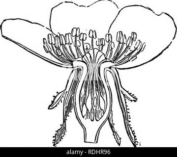 . Botanica elementare : teorico e pratico. Un libro di testo progettato principalmente per gli studenti delle classi di scienze connesse con la scienza e il dipartimento arte del comitato del consiglio per l'istruzione . La botanica. Fig. 194.-Caryophyllaceous corolla di Lychnis vesper- n.a.,, con corona. Fig. 195.-sezione longitudinale attraverso il caryophyliaceous corolla di Dian- ihus. Ci sono talvolta associato alla corolla organi sussidiari, che sono variamente disposti e che grazie alla loro non essendo presente universalmente, non vengono trattati come organi separati. Essi formano la corona o paracoroUa, e sono pe Foto Stock