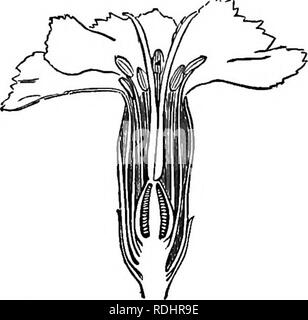 . Botanica elementare : teorico e pratico. Un libro di testo progettato principalmente per gli studenti delle classi di scienze connesse con la scienza e il dipartimento arte del comitato del consiglio per l'istruzione . La botanica. Fig. 194.-Caryophyllaceous corolla di Lychnis vesper- n.a.,, con corona. Fig. 195.-sezione longitudinale attraverso il caryophyliaceous corolla di Dian- ihus. Ci sono talvolta associato alla corolla organi sussidiari, che sono variamente disposti e che grazie alla loro non essendo presente universalmente, non vengono trattati come organi separati. Essi formano la corona o paracoroUa, e sono pe Foto Stock