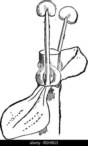 . Botanica elementare : teorico e pratico. Un libro di testo progettato principalmente per gli studenti delle classi di scienze connesse con la scienza e il dipartimento arte del comitato del consiglio per l'istruzione . La botanica. La completa e perfetta fiori lor in alcuni dei fiori di cenere, entrambi i cappotti può essere assente. Un imperfetto flower è uno in cui vi è un solo whorl degli organi essenziali, come nel nocciolo e quercia. Ne consegue che ogni fiore completo deve essere perfetto, ma ogni fiore perfetto non è necessariamente completa; d'altro canto, ogni fiore imperfetta deve essere incompleta, ma ogni flusso incompleta Foto Stock