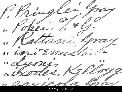 . Flora sinottica del Nord America. La botanica; Gamopetalae. PJiacelia. HTDROPHYLLACE.E. 169 P. pusilla, Torr. Molto piccolo e di non più di 3 pollici alto, semplice o di ramificazione in modo lasco, glan- dular-pubescent : lascia ampiamente ovale o oblunga, intero, un quarto alla metà di un pollice lungo: fiori pochi in un allentamento racemo, su pedicels filiformi : corolla bianca, non più due volte la lunghezza della stretta lineare o vagamente spatulate calice-lobi : capsula a stretta oblunga, e ottuso mucronulate, 18-24-seminate. - ^^'atson, Bot. Re, 2G3; grigio, 1. c.- la parte occidentale del Nevada per i confini della California, " sotto la salvia-spazzola e j Foto Stock