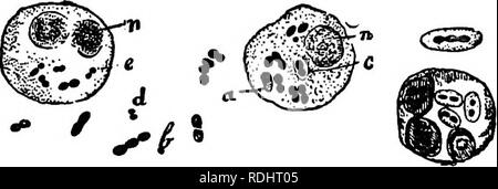 . Microbi, fermenta e stampi . Batteri; funghi; fermentazione. I microbi di malattie umane. 229 XII. Il microbo di polmonite. OnQ dei più importanti micrografica dis- coveries degli ultimi anni è che un microbo è sempre presente nell'infiammazione dei polmoni, o polmonite. Questa malattia è stato a lungo considerato ed è ancora con- sidered dalla maggior parte dei medici, per essere del tutto indipendente da qualsiasi infezione parassitaria. Si tratta di una questione di tradizione, sia tra i pazienti e i loro medici, di attribuire questa malattia per cause accidentali, e in particolare ad un freddo improvviso che il dott parassita Foto Stock