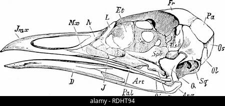 . Un manuale di zoologia. Zoologia. IV. VERTEBRATA: AVES 537 rispetto alla colonna vertebrale, necessita solo di menzionare che la verte- bra; articolare gli uni con gli altri mediante un cosiddetto sella-giunto, che (in uccelli viventi) solo un paio di vertebre caudali persistono dietro il bacino, che questi sono parzialmente fuse ad un unico osso, il pygostyle, che sostiene la coda di piume e che, corrispondente alla ben sviluppato il collo, ci sono molti vertebra cervicale;, tra di essi un atlante ed un asse o epistropheus, tutti tranne gli ultimi due fusi con le corrispondenti nervature di cervicale. Il cranio (fig. 588) resembl Foto Stock