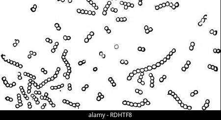 . Microbi, fermenta e stampi . Batteri; funghi; fermentazione. 108 MIOEOBES, fermenta e stampi. Esso può essere accertato che il fermento è stato introdotto da alcune cause accidentali, come ad esempio un dispositivo chirurgico examina- tion, e che il suono che serviva a convogliare il microbo. In ogni caso, essa è sufficientemente comune all'orifizio esterno dell'uretra, e alla profondità di due o tre centimetri. Von Tieghem ha dimostrato da esperimenti di preciso. Fig. M.-Micrococcus urea (Von Tieghem). Microbe di fermentazione ammoniacale. Si può osservare che il batterio sia in figura 8 oppure in chaplets. (Molto magnifie Foto Stock