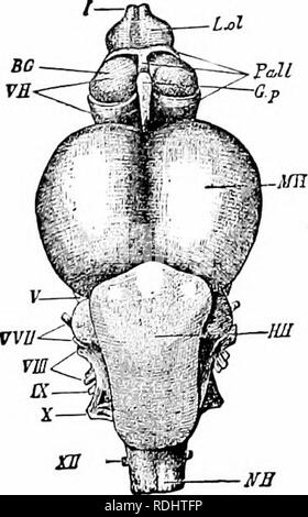 . Un manuale di zoologia. Zoologia. IV. VERTEBRATA; PESCI. 499 chiamato cervello essendo solo i corpora striata (BC). Gli indipendenti ol- lobi di fabbrica giacciono o vicino al cervello (la maggior parte teleosts,Lo/) o sono separati da un tratto olfattivo (fig. 549, lol). L'ottica thalami sono piccole (d), ma al di sotto di esse sono allargamenti caratteristica di iishes, i lobi inferiores, e tra essi il saccidus vasadosiis. Entrambi i lobi di ottica e il cervelletto sono fortemente sviluppato. Il naso è costituito da due preoral box, l'apertura essendo diviso da un ponte di pelle in sezioni anteriore e posteriore nelle narici. In m Foto Stock