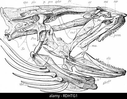 . Un manuale di zoologia. Zoologia. IV. VERTEBRATA: pesci. •197 l'apparecchiatura opercular non si verifica in tutti i pesci. Esso consiste di un numjjer di piastre ossee e processi che derivano dal hyoid arch e si estendono all'indietro al di sopra delle branchie, proteggendoli. Essa sorge in parte (opercular ossa-O, Pro, così ecco, fig. 547) dall'hyomandibular, in parte {branchostegal raggi) dall'hyoid osso. Il significato di questo apparato verrà parlato in connessione con le branchie; essa dà il pesce, il cranio di un determinato carattere, ma nasconde la sua struttura, sul cui conto di essa, come l'anello infraorbilal, è sho Foto Stock