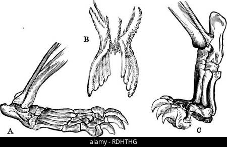 . Un libro di testo di Fisiologia Generale e anatomia. Fisiologia, comparativo, anatomia. La fio. 142 - il movimento delle gambe di un volo in strisciando.. Fig. 143-piedi di mammiferi adattati alle diverse metliods di locomozione ; un piede di orso ; B, Piede di guarnizione; C, Piede di Lion. vertebrati hanno più potenti muscoli delle gambe di uomo e in grado di muoversi molto più rapidamente. Il legless serpenti. Si prega di notare che queste immagini vengono estratte dalla pagina sottoposta a scansione di immagini che possono essere state migliorate digitalmente per la leggibilità - Colorazione e aspetto di queste illustrazioni potrebbero non perfettamente assomigliano al lavoro originale. Eddy, Walter Ho Foto Stock