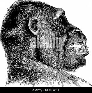 . Lo studio delle forme di vita animale. Zoologia. Fig. 58.-Phenacodtis JirimcFinis, un primitivo mammifero estinto dal ttie Eocene inferiore del Nord America. La dimensione effettiva della lastra di aspo: su wliich poggiava era di 49 pollici di lunghezza. (Dalle camere di Encyclop.; dopo Cope.) animali cavallo, rinoceronte, tapiro, e un numero maggiore di anche-toed forme, maiale e ippopotami, il cammello e il dromedario,. Fig. 59.-Testa di gorilla. (Da Du Chaillu.), e il vero cud-masticatori o ruminanti come ovini e bovini, cervi ed antilopi. Da antichi predecessori del moderno. Si prega di notare che queste immagini vengono estratte f Foto Stock