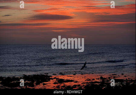 Una nave da carico vele all'orizzonte prima del sorgere del sole a Whitley Bay sulla costa nord est. Foto Stock