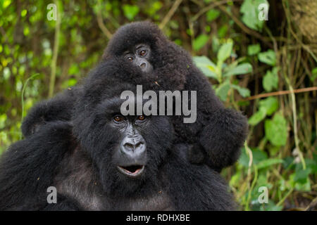Il Parco nazionale di Virunga, nella Repubblica democratica del Congo, è uno dei pochi luoghi abitati dalla specie gravemente minacciate i gorilla di montagna, Gorilla beringei beringei. Foto Stock