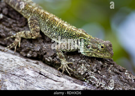 Un blu-headed tree AGAMA SA, Acanthocerus atricollis, si crogiola in Akagera National Park, il Parc National de l'Akagera, Provincia Orientale, Ruanda. Foto Stock