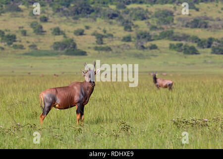 Topi, Damaliscus lunatus, pascolare nel recuperato pianure del nord di Akagera National Park, il Parc National de l'Akagera, Provincia Orientale, Ruanda. Foto Stock