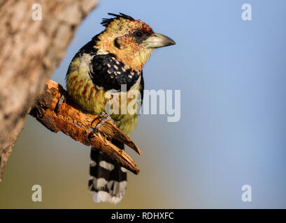 Un colorato crested barbet,Trachyphonus vaillantii, guarda fuori dal suo pesce persico in una struttura ad albero del deserto di Augrabies National Park, Northern Cape, Sud Africa. Foto Stock