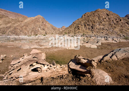 Cavalli selvaggi, Equus ferus, vivere una vita difficile in zone aride Fish River Canyon, Ai-Ais Richtersveld Parco transfrontaliero, Karas Regione, Namibia Foto Stock